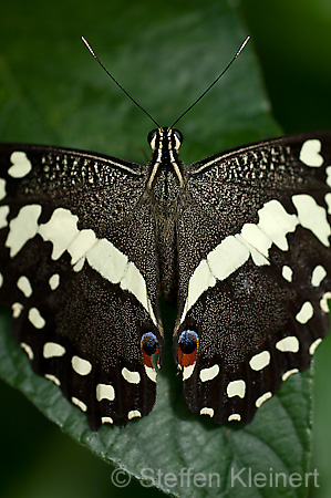 085 Afrikanischer Schwalbenschwanz - Papilio demedocus